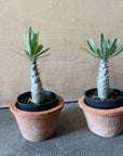 Pachypodium rosulatum var. gracilius パキポディウム グラキリス