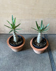 Pachypodium rosulatum var. gracilius パキポディウム グラキリス