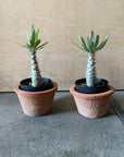 Pachypodium rosulatum var. gracilius パキポディウム グラキリス