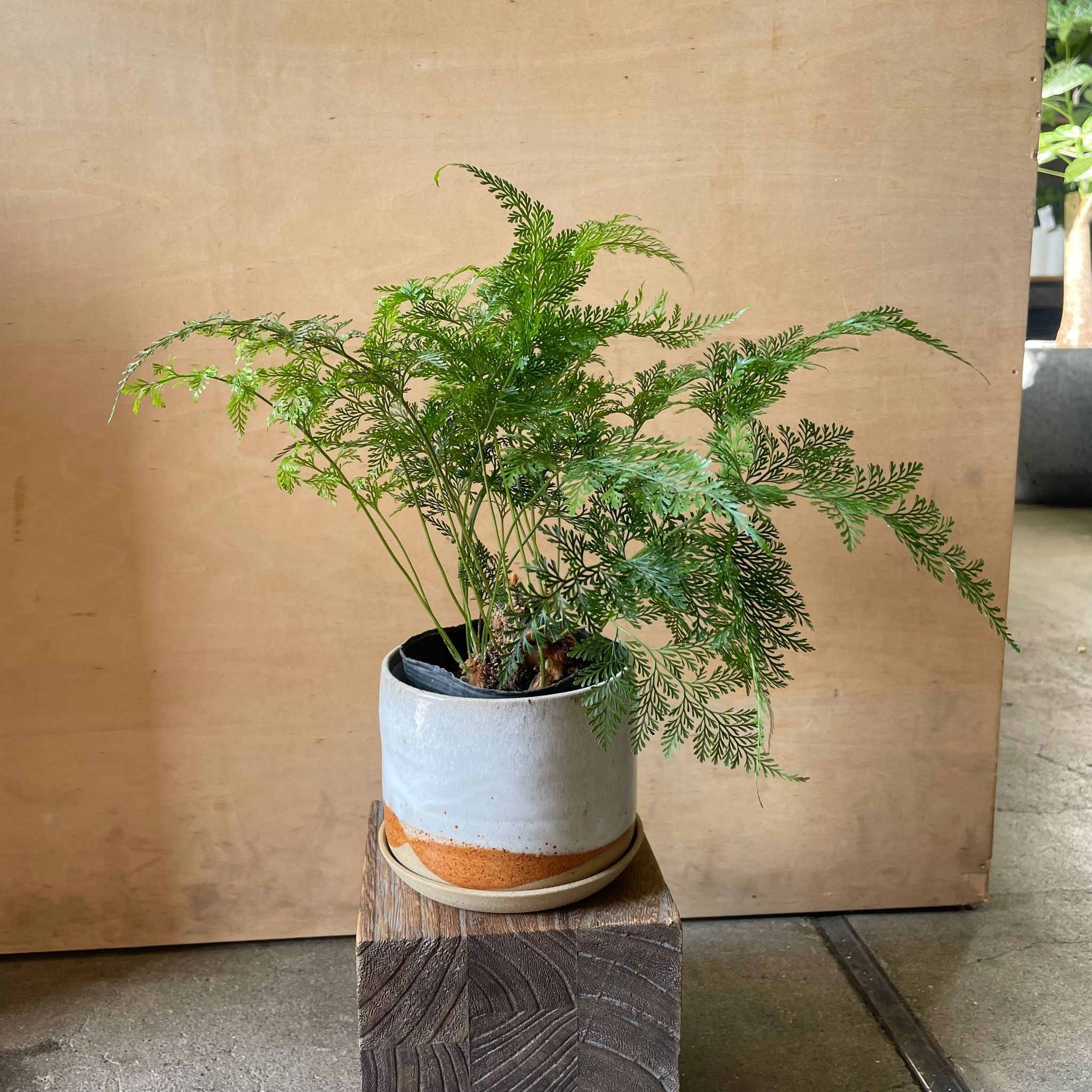 その他観葉植物 Latte Plants プランツ I 植物インドアプランツ一覧 I プラント