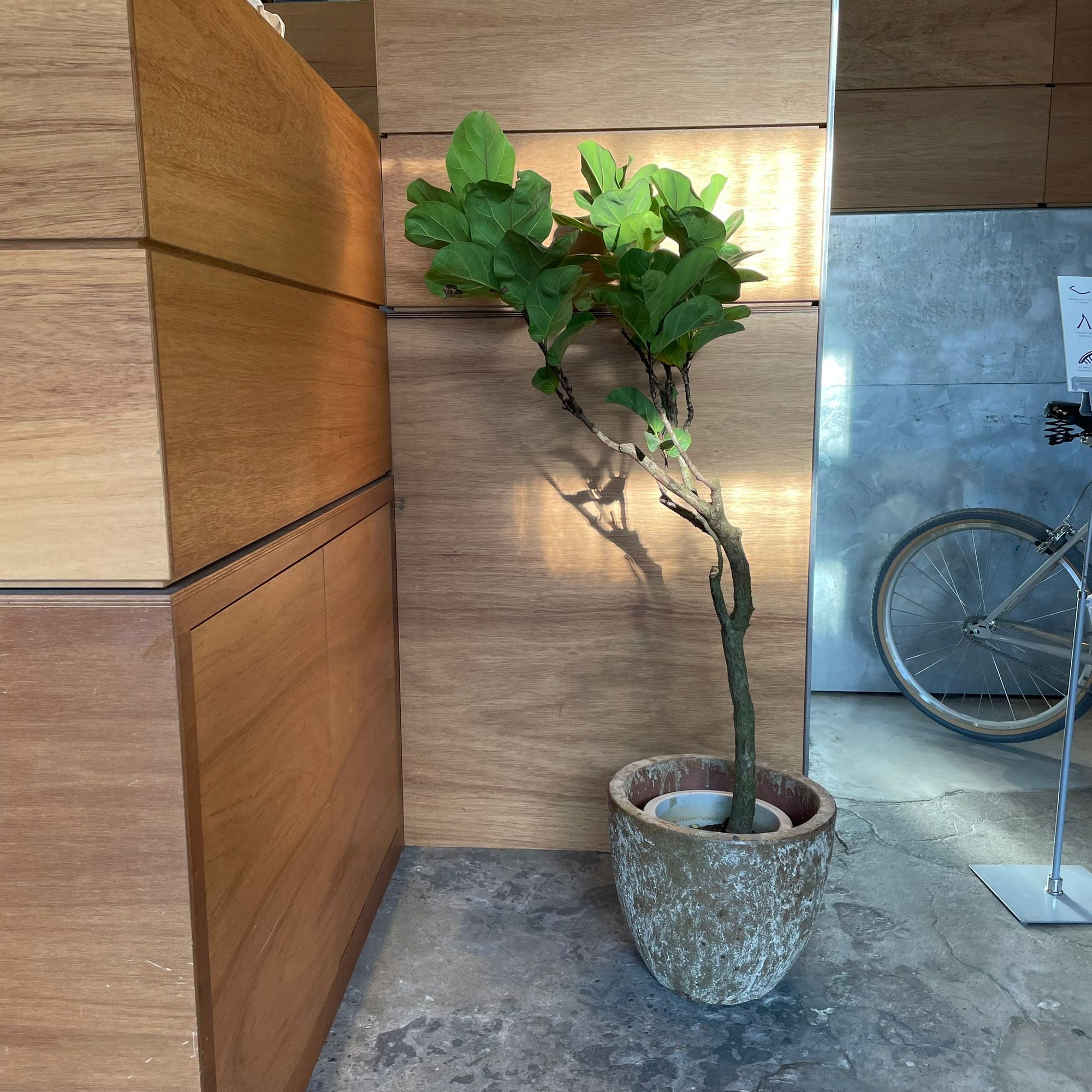 Fiddle Leaf Fig フィドル リーフ フィグ (カシワバゴムノキ)