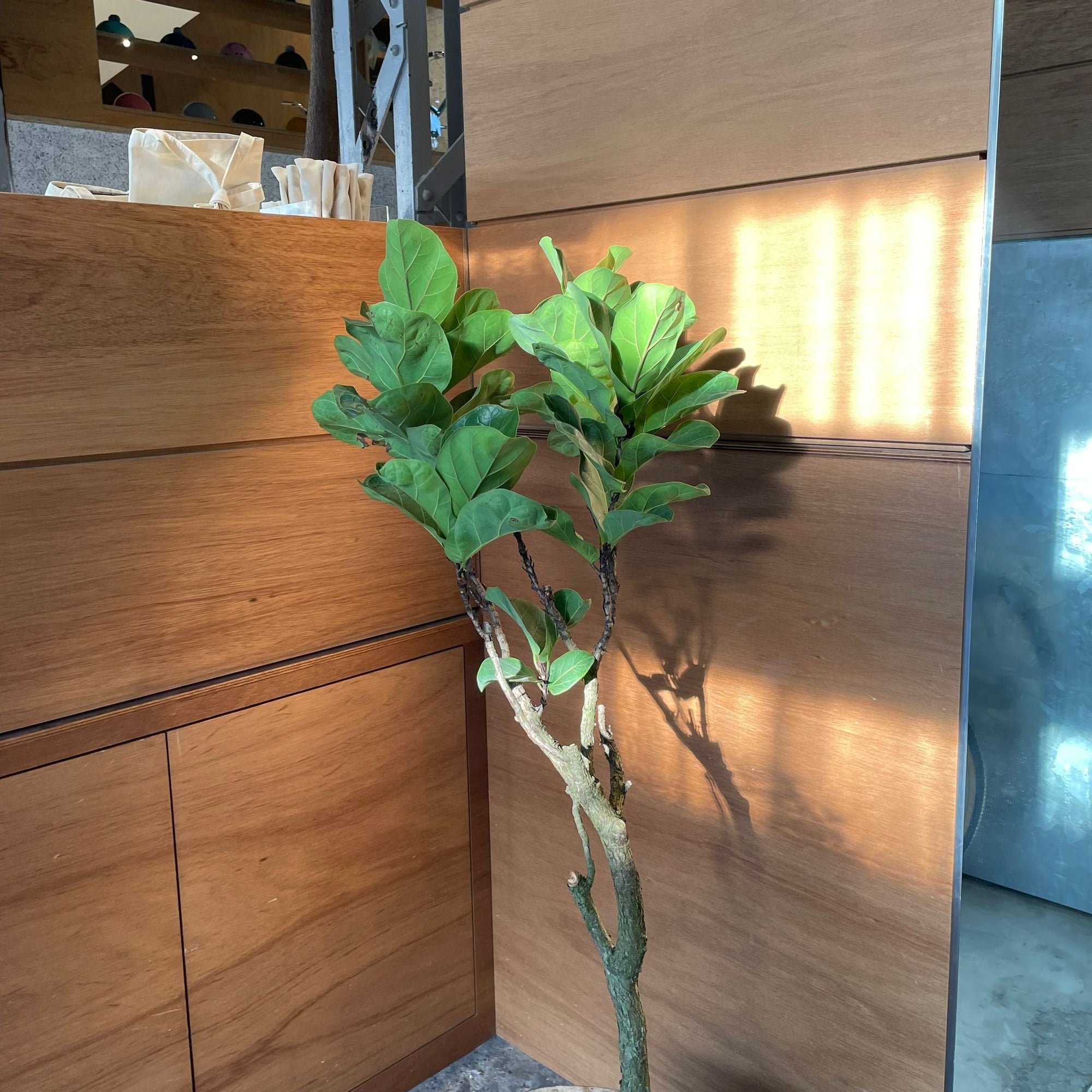 Fiddle Leaf Fig フィドル リーフ フィグ (カシワバゴムノキ)