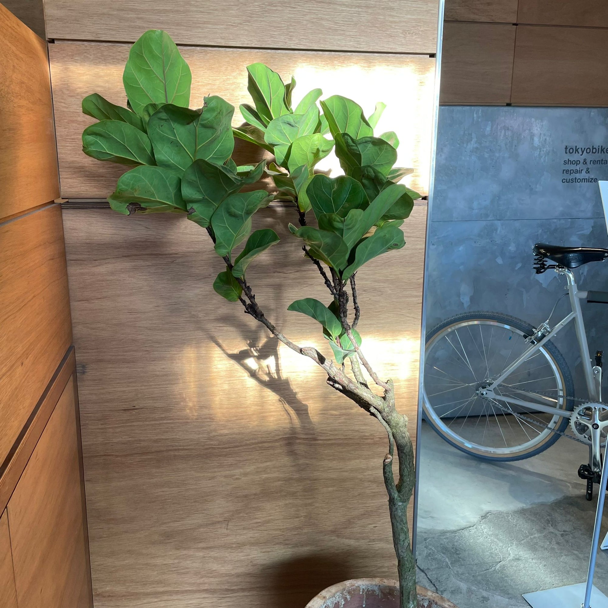 Fiddle Leaf Fig フィドル リーフ フィグ (カシワバゴムノキ)