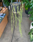 Hoya "Linearis" ホヤ リネアリス Size 4