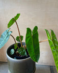 Philodendron 'Billietiae'フィロデンドロン ビレッタエ