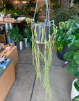 Hoya "Linearis" ホヤ リネアリス Size 4