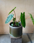 Philodendron 'Billietiae'フィロデンドロン ビレッタエ