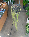 Hoya "Linearis" ホヤ リネアリス Size 4