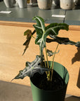 Alocasia 'Nobilis' アロカシア ノビリス