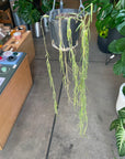 Hoya "Linearis" ホヤ リネアリス Size 4