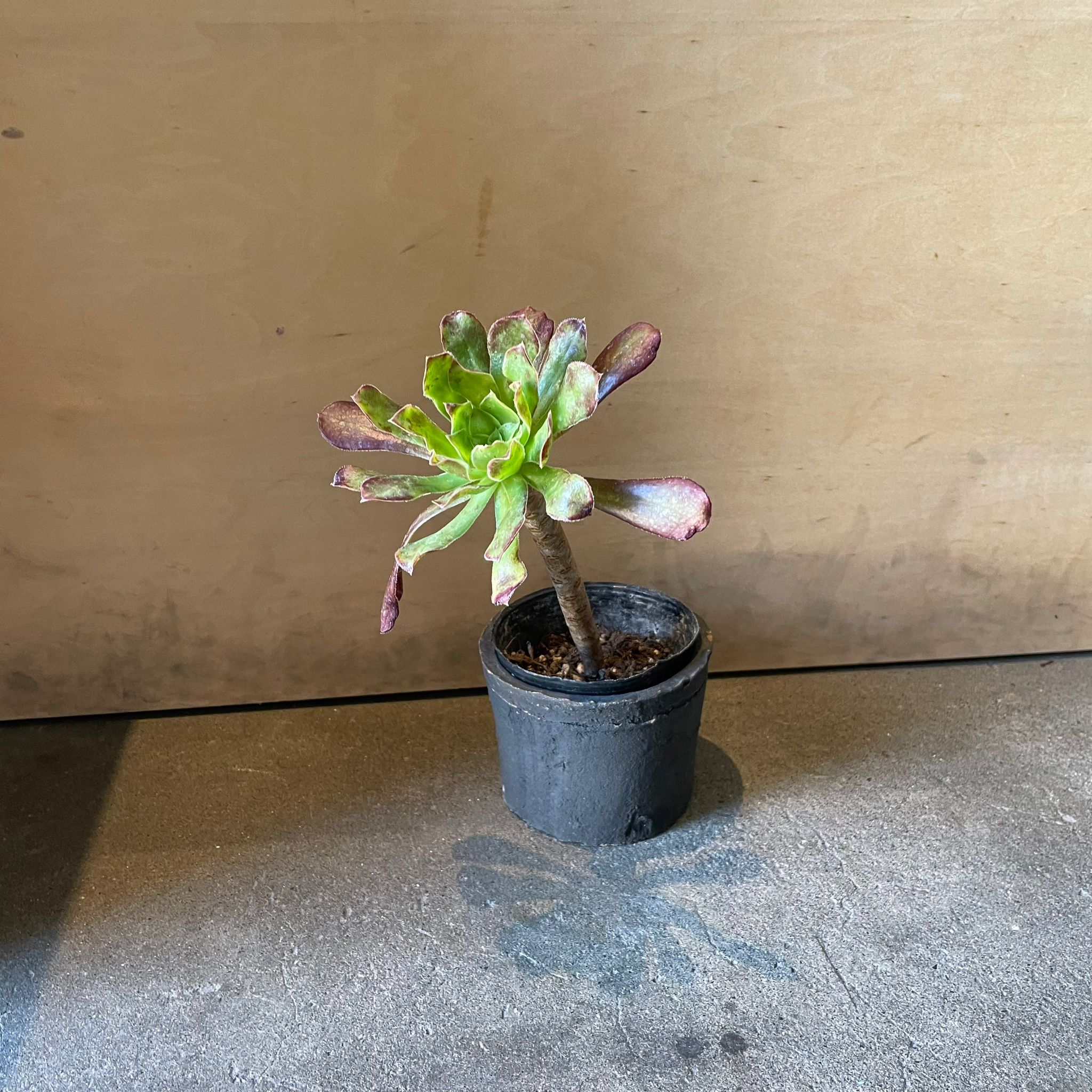 サンシモン I インドアプランツ I プラントソサエティトーキョー – THE