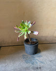 Aeonium arboreum ‘Zwartkop’ サンシモン（黒法師）