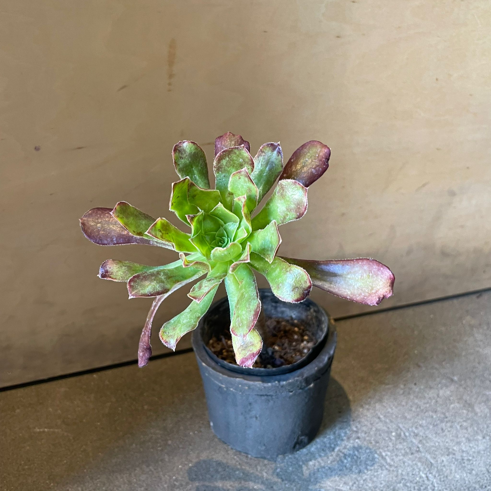 サンシモン I インドアプランツ I プラントソサエティトーキョー – THE