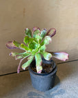 Aeonium arboreum ‘Zwartkop’ サンシモン（黒法師）
