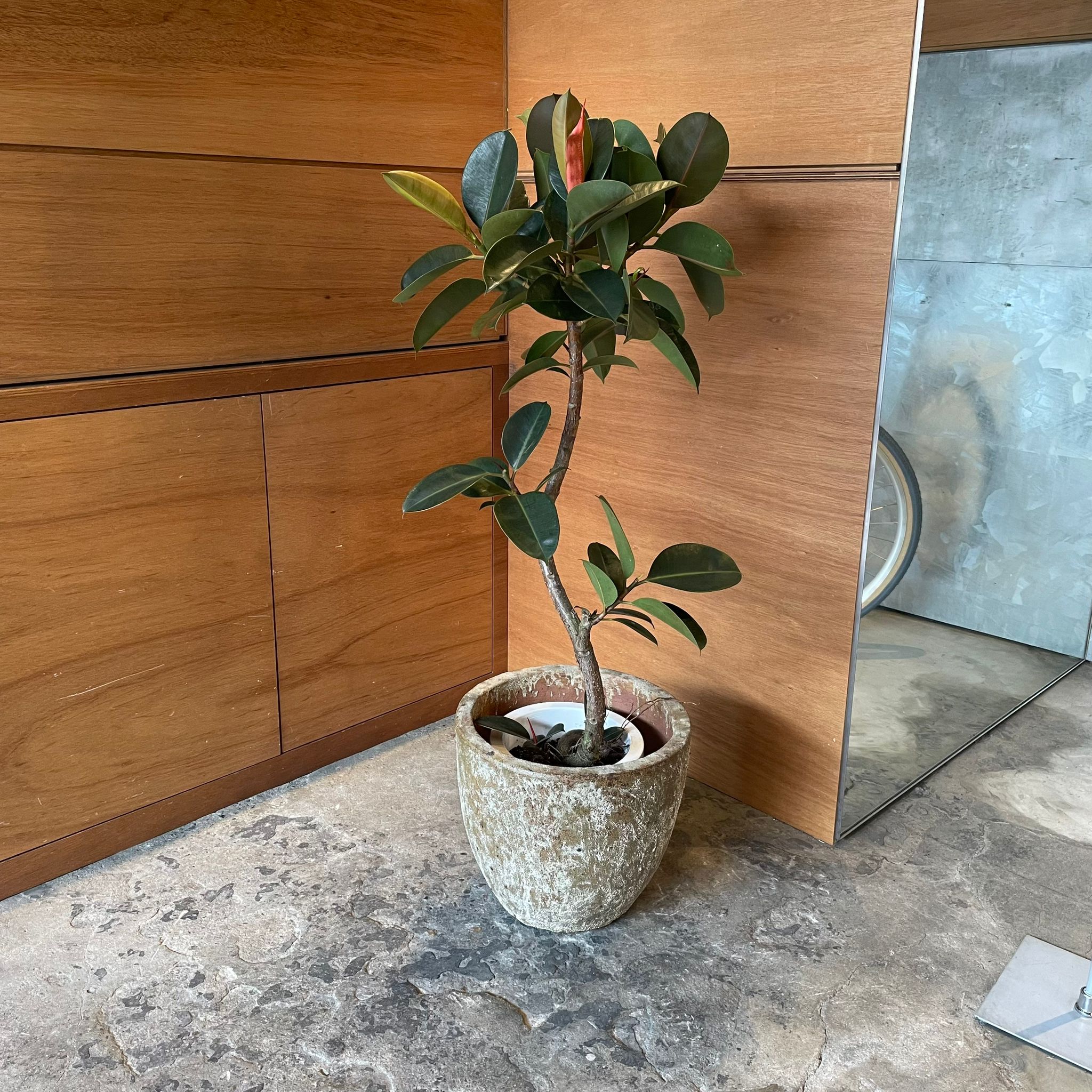 フィカス ソフィア I インドアプランツ I プラントソサエティトーキョーオンライン – THE PLANT SOCIETY TOKYO
