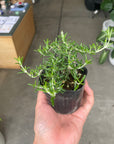 Cascading Rosemary ローズマリー (這性・半這性アソート) Size 3