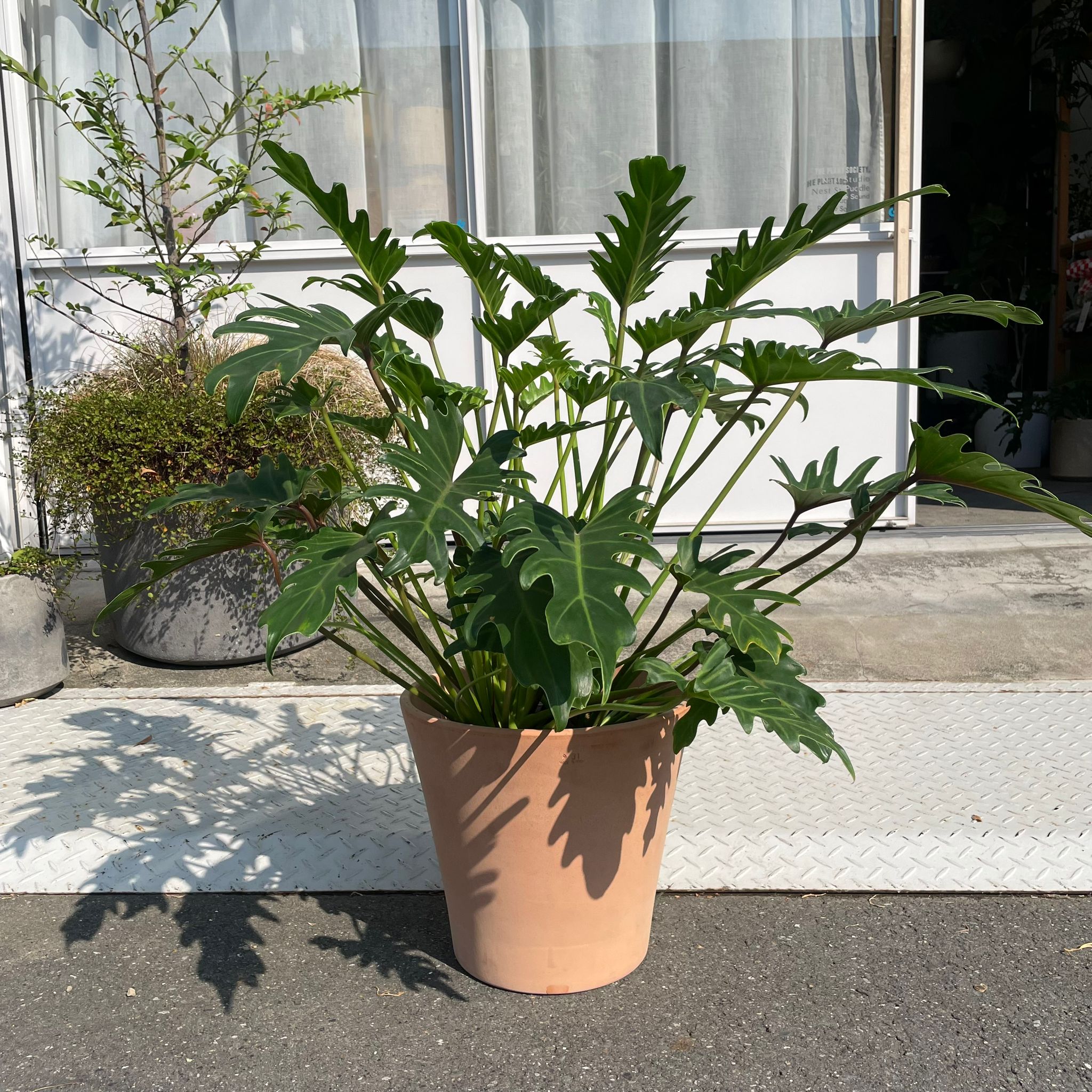 Philodendron 'Laughing Kookaburra' フィロデンドロン クッカバラ