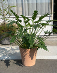 Philodendron 'Laughing Kookaburra' フィロデンドロン クッカバラ