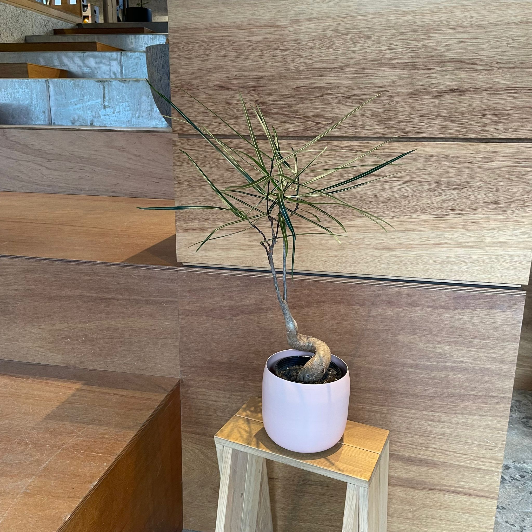 ボトルツリー (ブラキキトン)細葉 I インドアプランツ I プラント