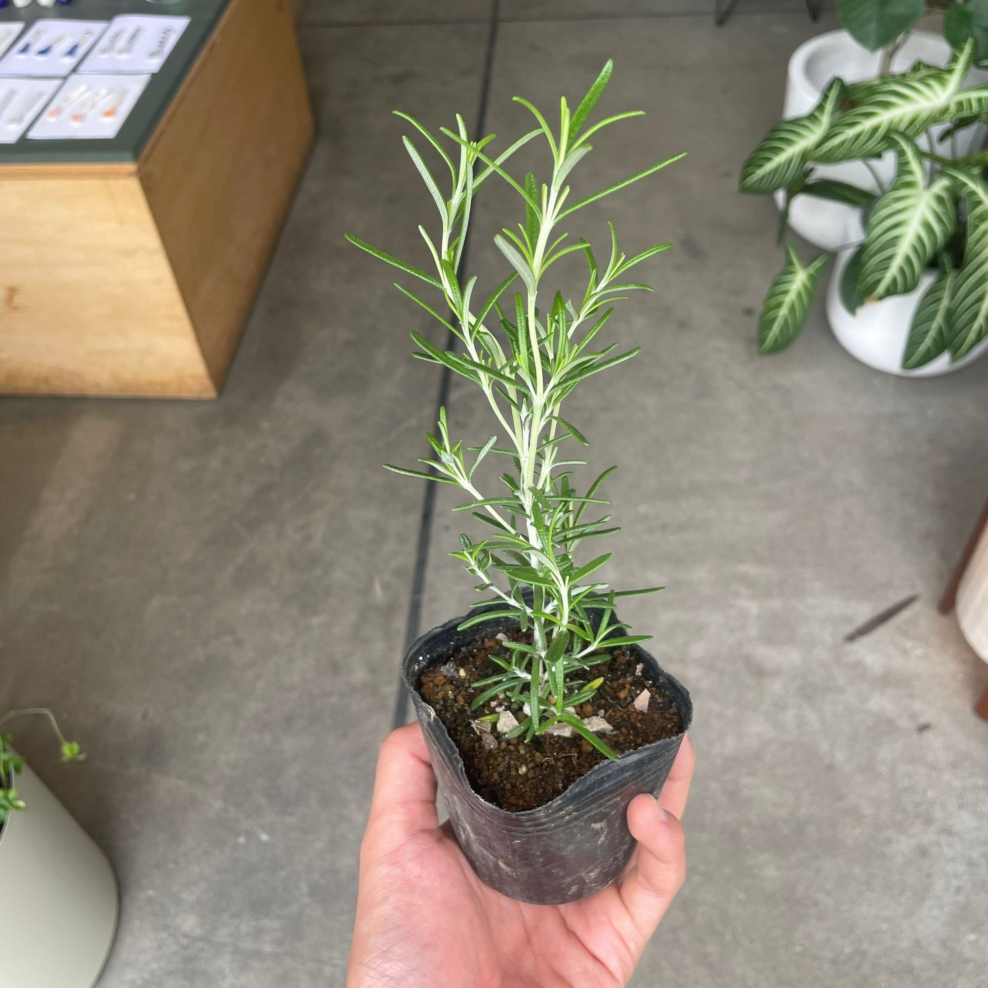 Cascading Rosemary ローズマリー (立性アソート) Size 3