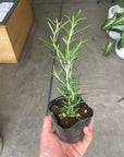 Cascading Rosemary ローズマリー (立性アソート) Size 3