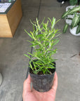 Cascading Rosemary ローズマリー (立性アソート) Size 3