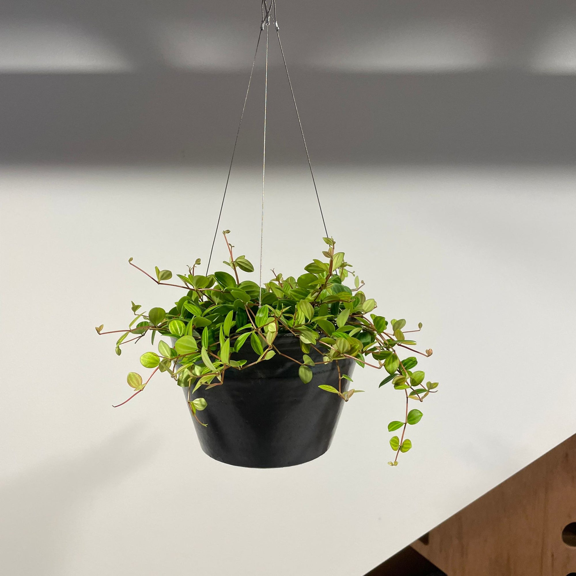 Peperomia angulata ペペロミア アングラータ