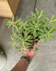 Euphorbia martinii Ascot Rainbow ユーフォルビア アスコットレインボー Size 4