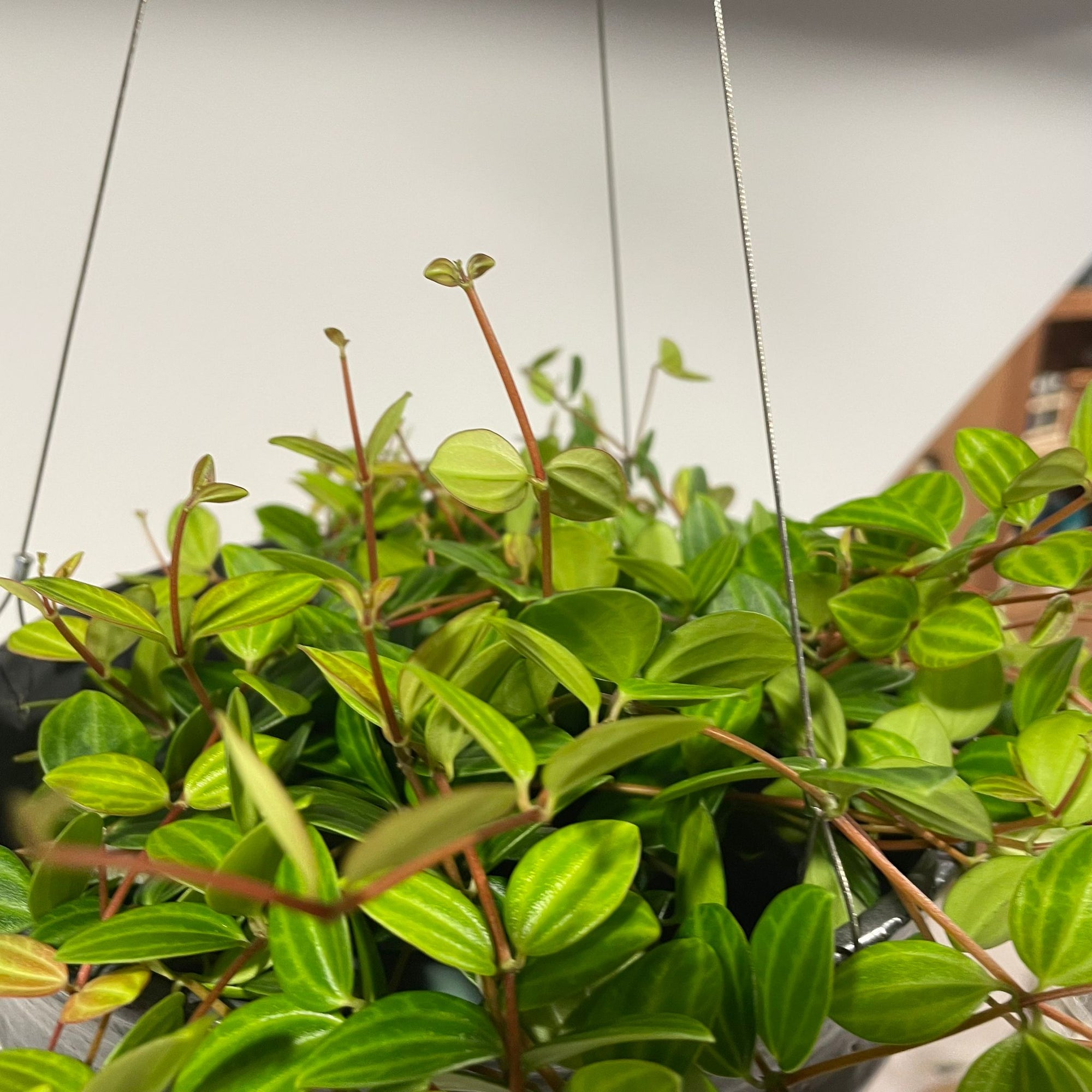 Peperomia angulata ペペロミア アングラータ