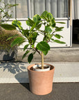 White Terracotta  Planter ホワイトテラコッタプランター