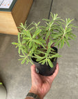 Euphorbia martinii Ascot Rainbow ユーフォルビア アスコットレインボー Size 4