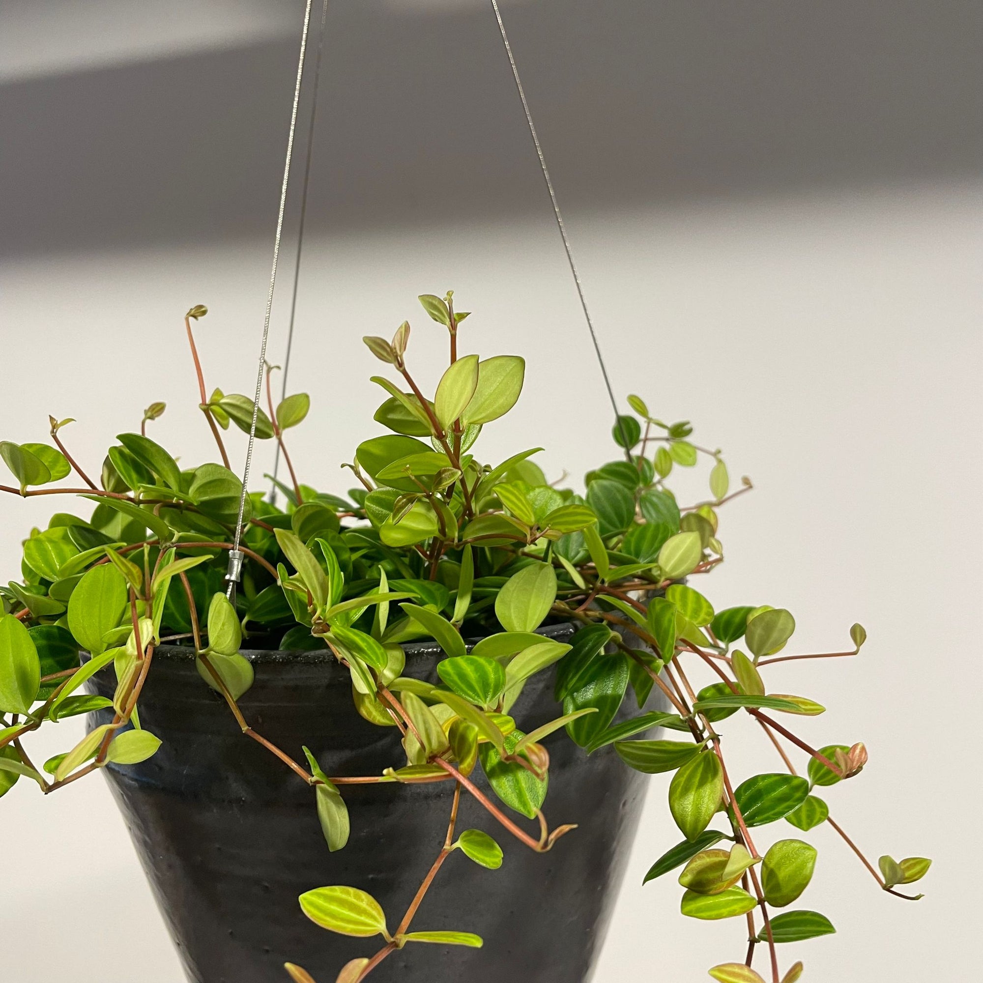 Peperomia angulata ペペロミア アングラータ