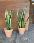 Snake Plant (Sansevieria Laurentii) サンスベリア ローレンチー