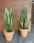 Snake Plant (Sansevieria Laurentii) サンスベリア ローレンチー