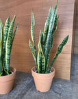 Snake Plant (Sansevieria Laurentii) サンスベリア ローレンチー