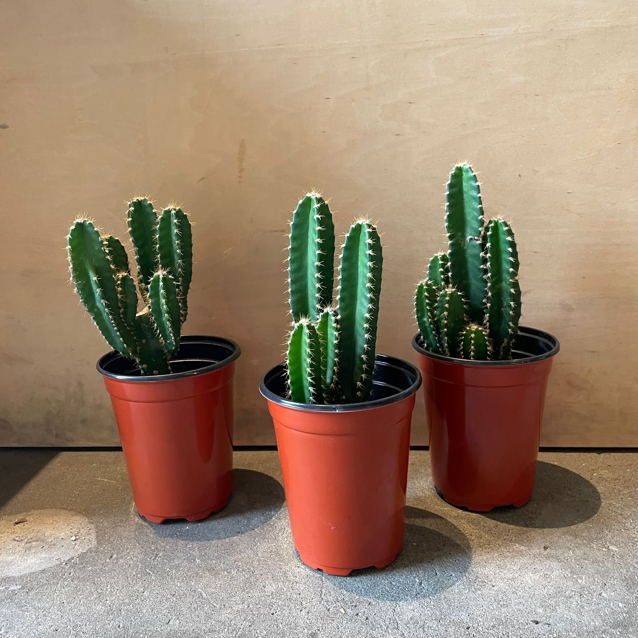 サボテン フロリダカクタス I インドアプランツ I プラントソサエティ