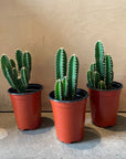 Florida prickly Pear サボテン フロリダカクタス