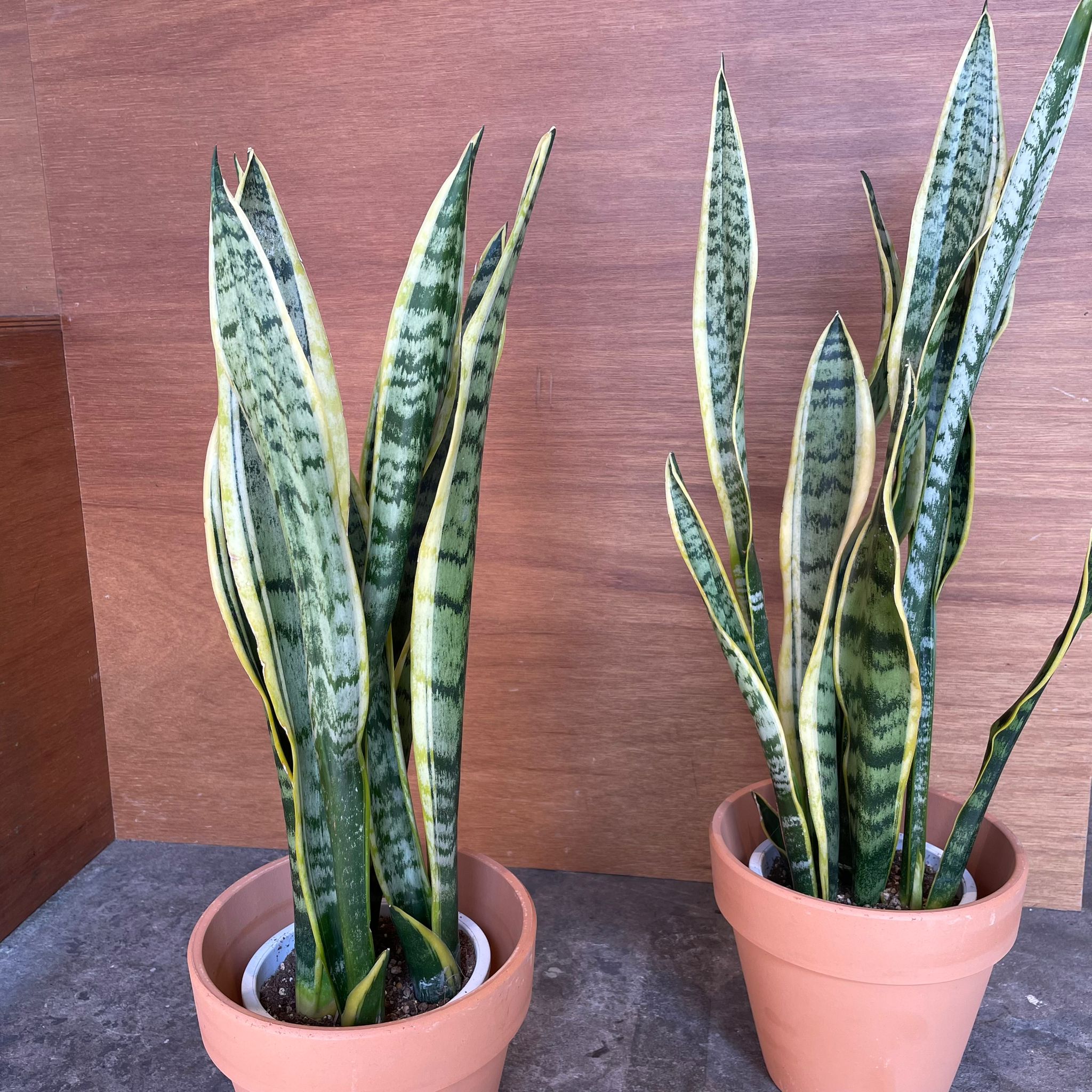 Snake Plant (Sansevieria Laurentii) サンスベリア ローレンチー I