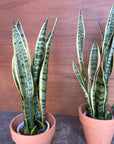 Snake Plant (Sansevieria Laurentii) サンスベリア ローレンチー