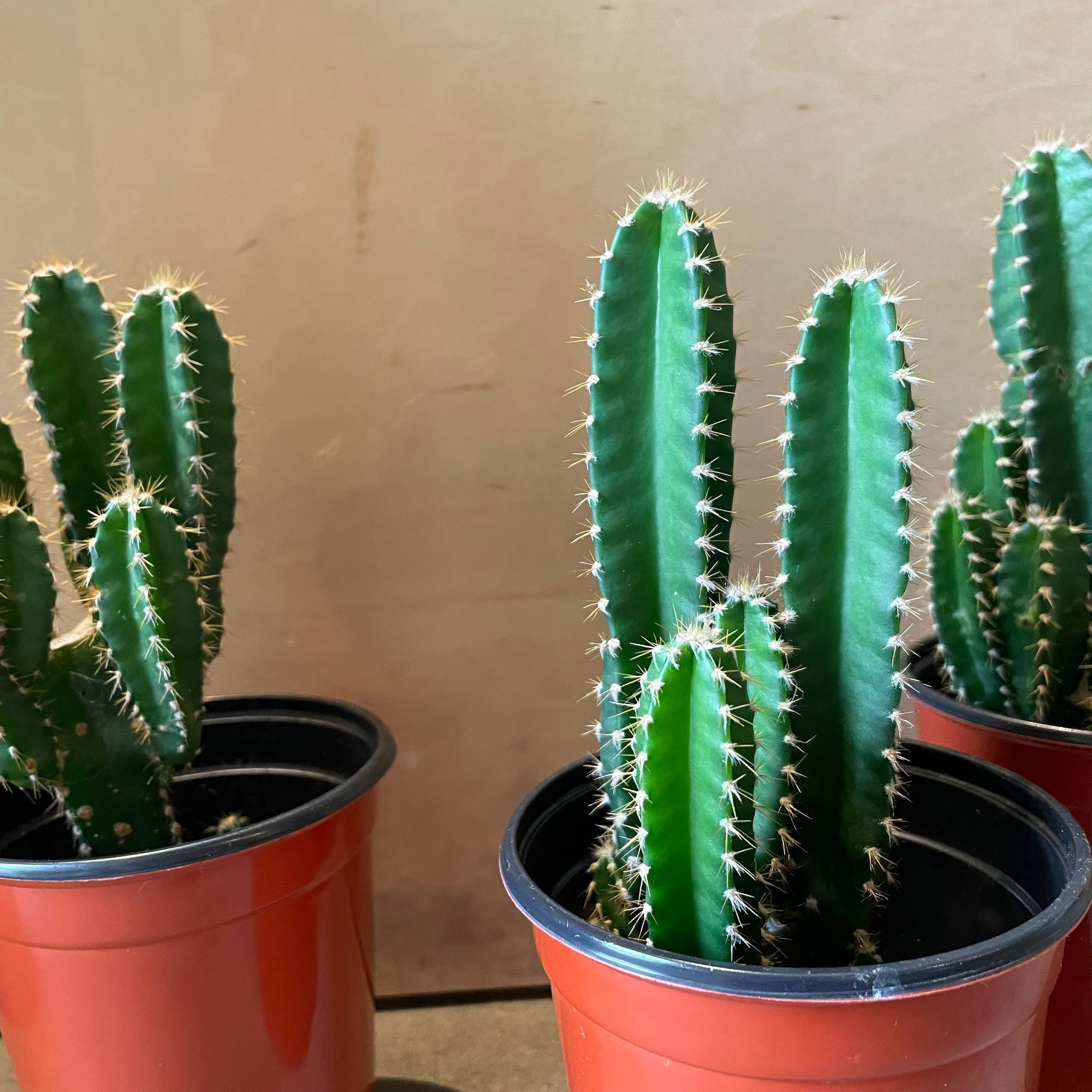 サボテン フロリダカクタス I インドアプランツ I プラントソサエティ