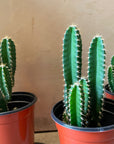 Florida prickly Pear サボテン フロリダカクタス
