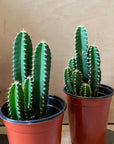 Florida prickly Pear サボテン フロリダカクタス