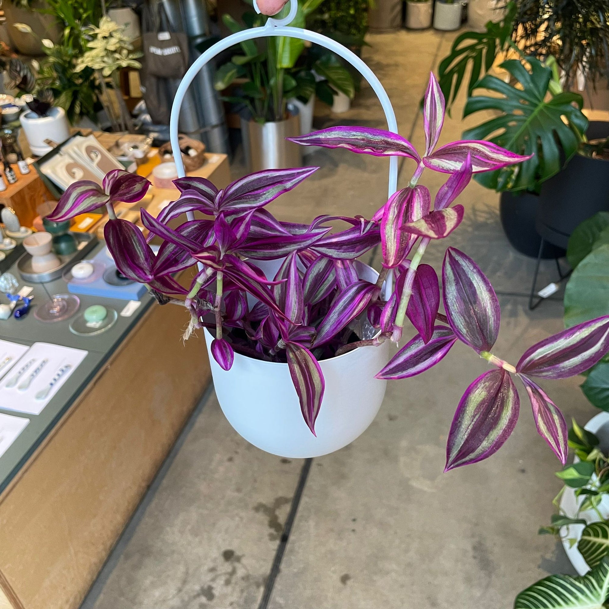 Tradescantia 'Pink Paradise'トラディスカンチア･ピンクパラダイス Size 3
