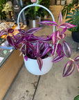 Tradescantia 'Pink Paradise'トラディスカンチア･ピンクパラダイス Size 3