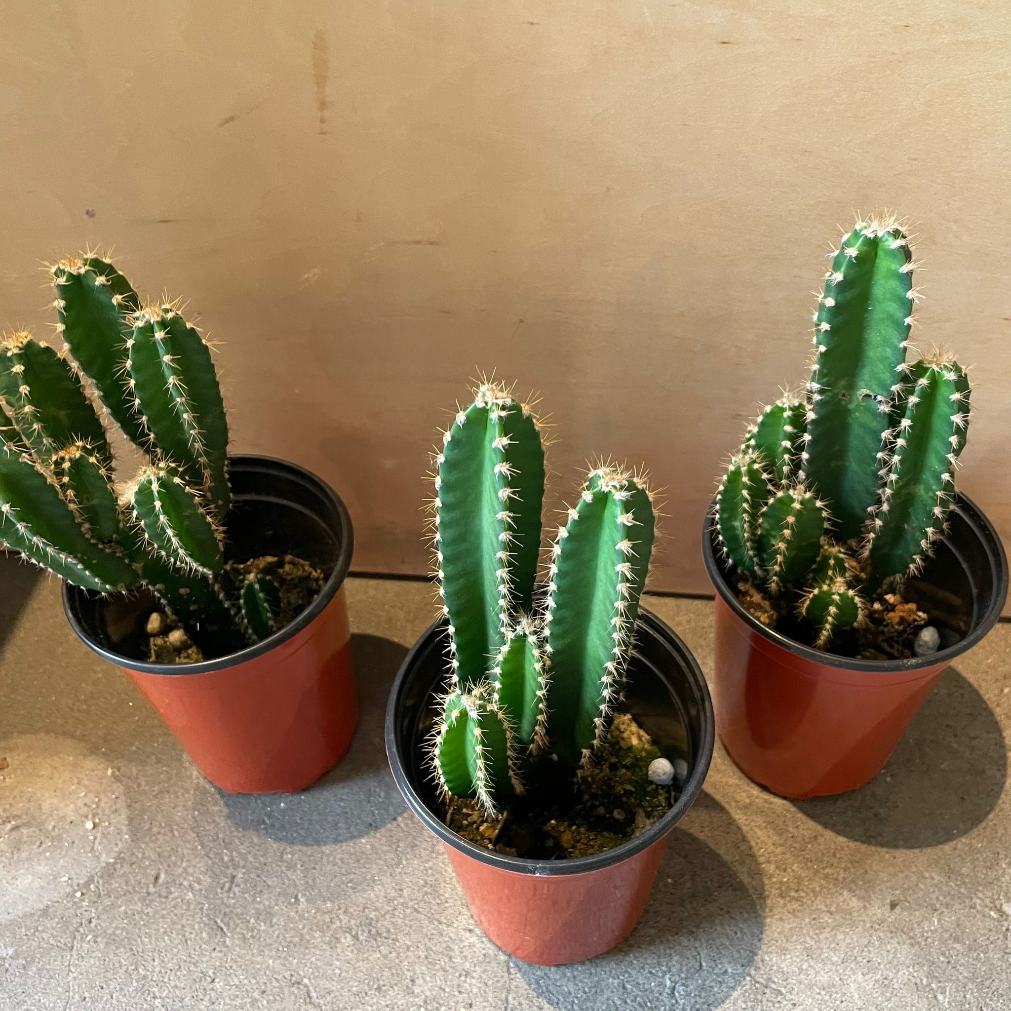 サボテン サボテン フロリダカクタス I インドアプランツ I プラントソサエティ