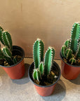 Florida prickly Pear サボテン フロリダカクタス