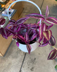 Tradescantia 'Pink Paradise'トラディスカンチア･ピンクパラダイス Size 3