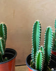 Florida prickly Pear サボテン フロリダカクタス