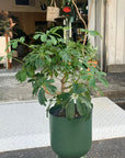 Schefflera arboricola 'Renata' シェフレラ・レナータ