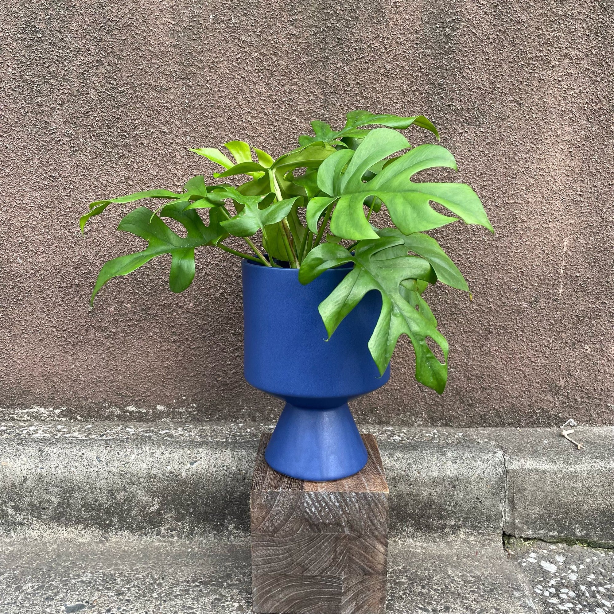 Belta Plant cover ベルタプラントカバー